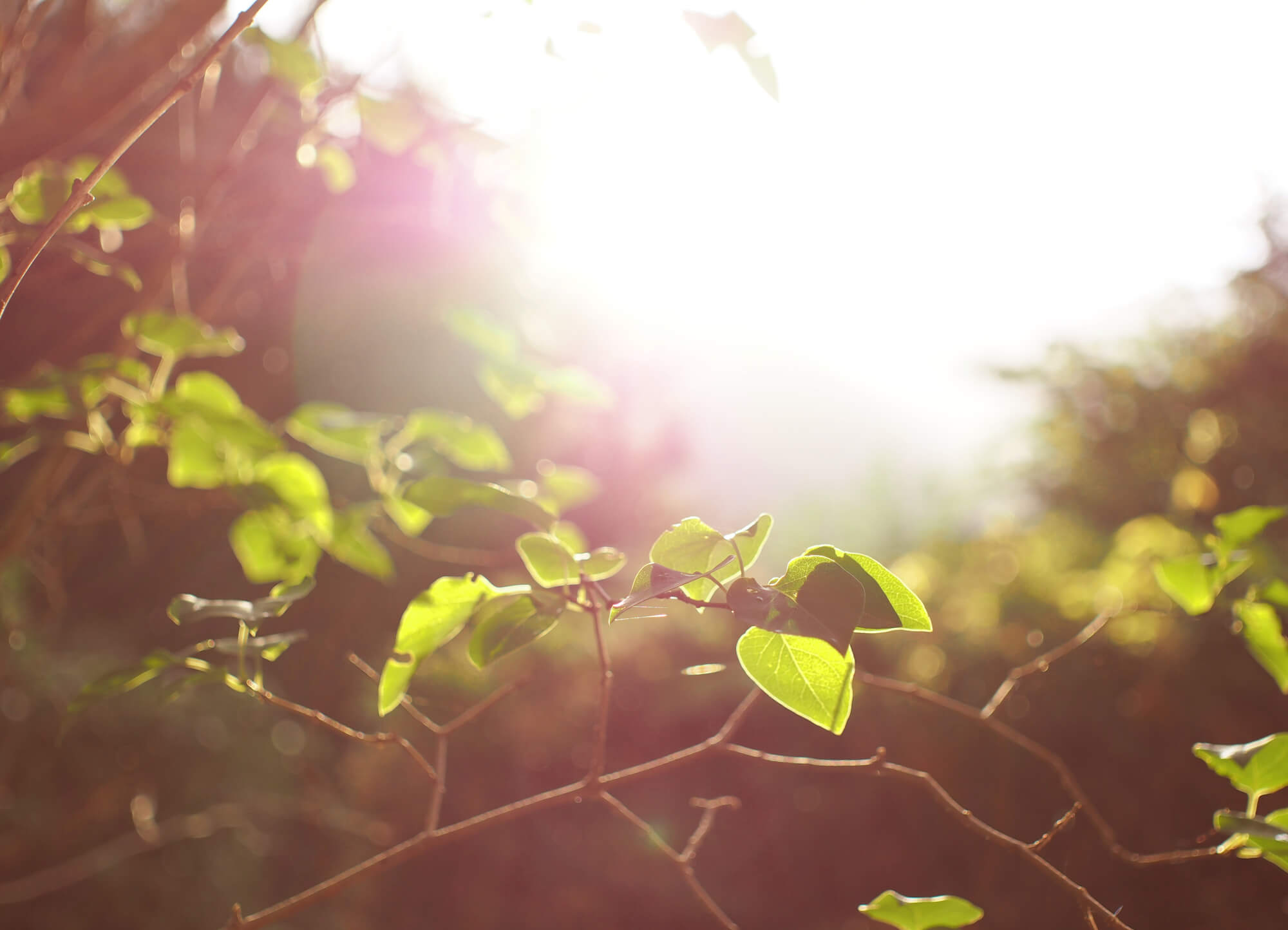 Light coming through trees